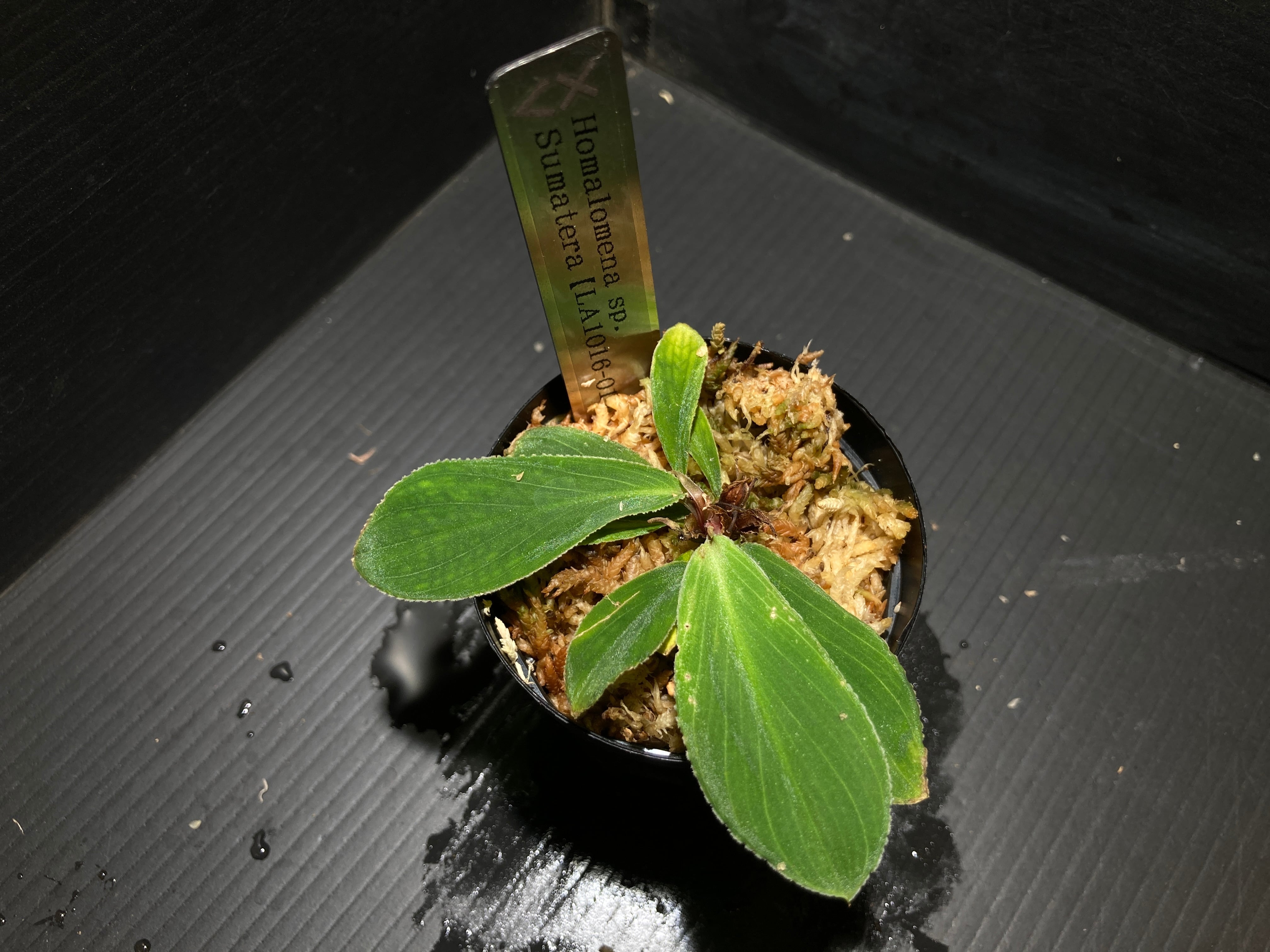 ホマロメナ | AquaFocus