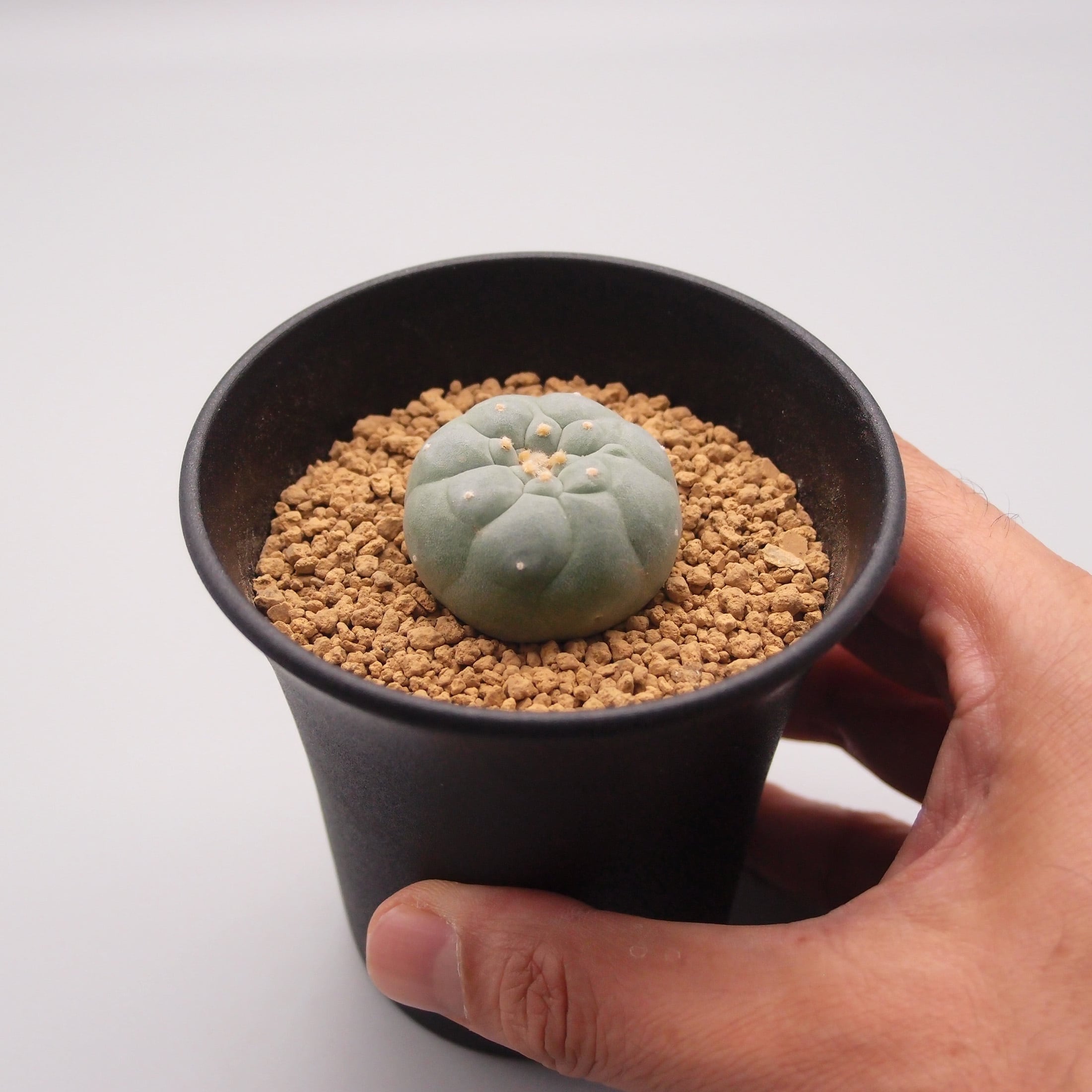 銀冠玉(ぎんかんぎょく)：ロフォフォラ属 (B03) ※綴化親からの実生株