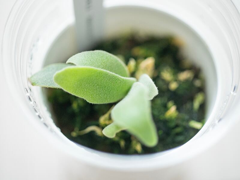 P.willinckii Amornrat OC.Pup / ウィリンキー・アモーンラット 24