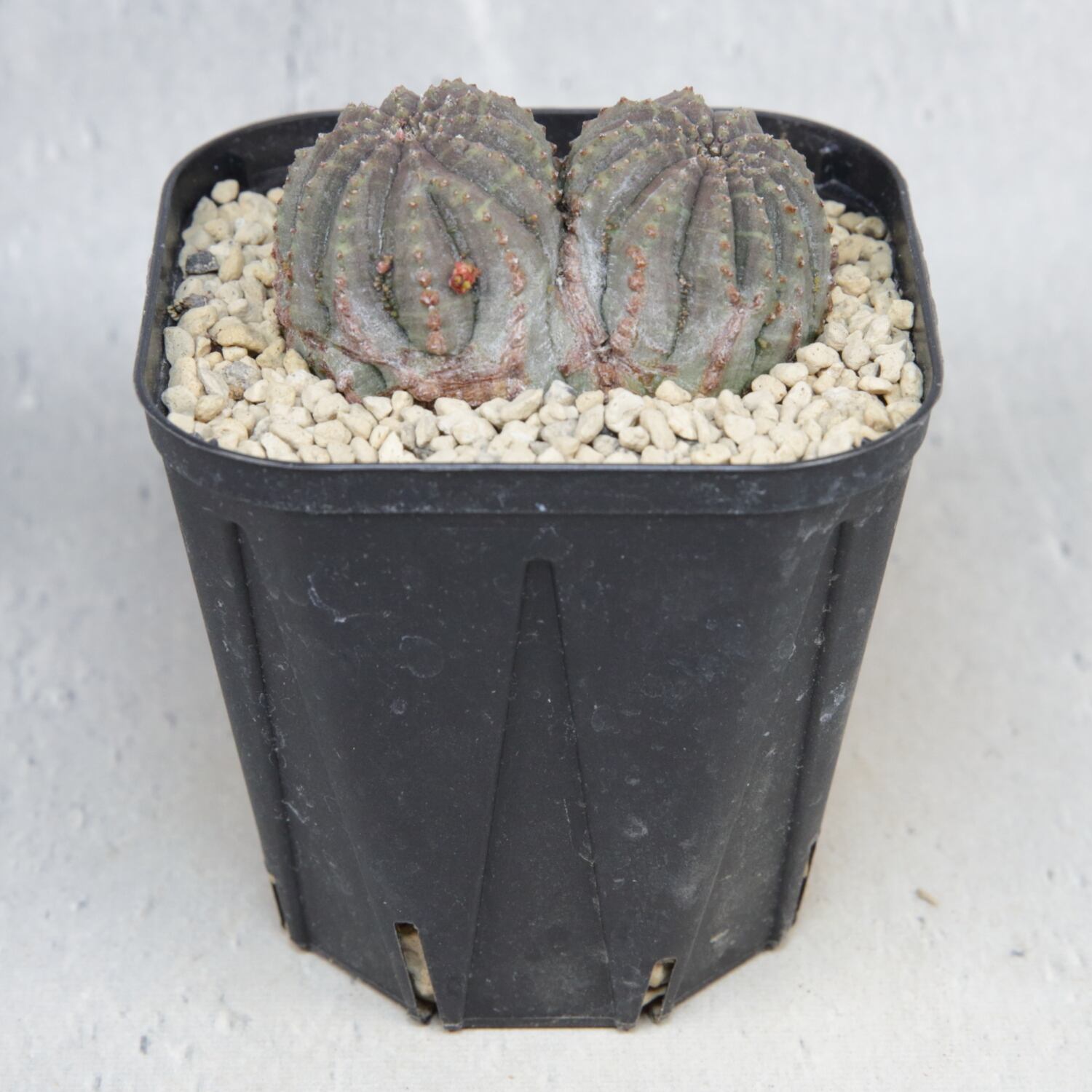 ダブルヘッド 扁平 オベサ / ユーフォルビア 木質化 | LIGHTHOUSE