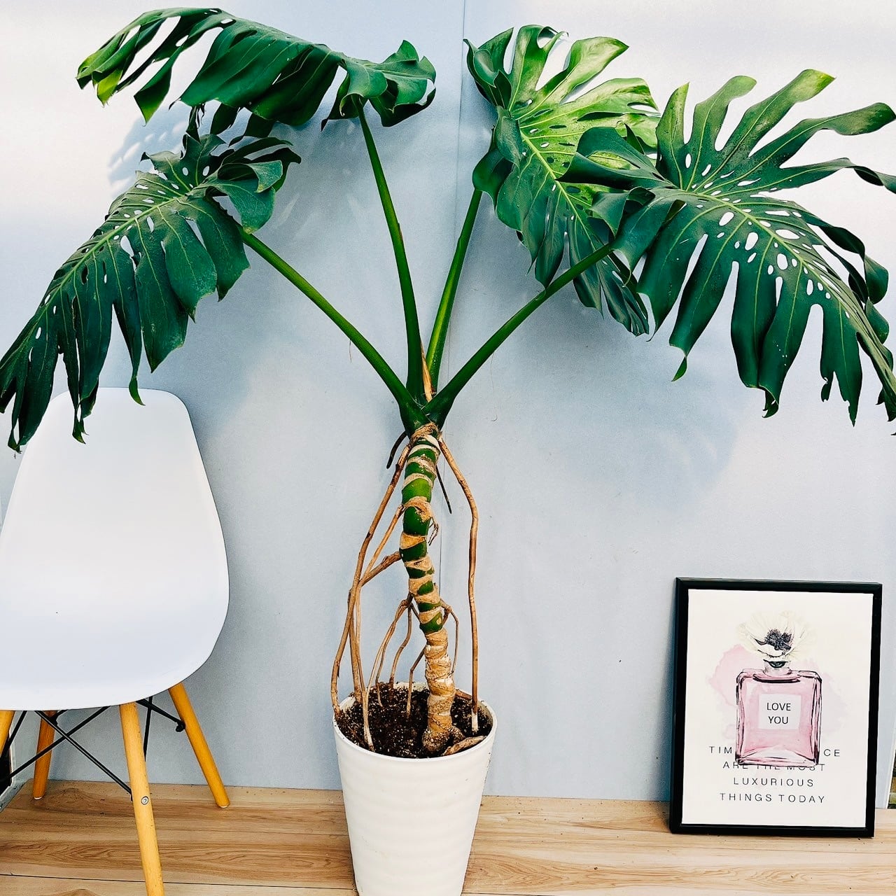 人気！根上り モンステラ デリシオーサ (現品) 癒し空間8号 人気