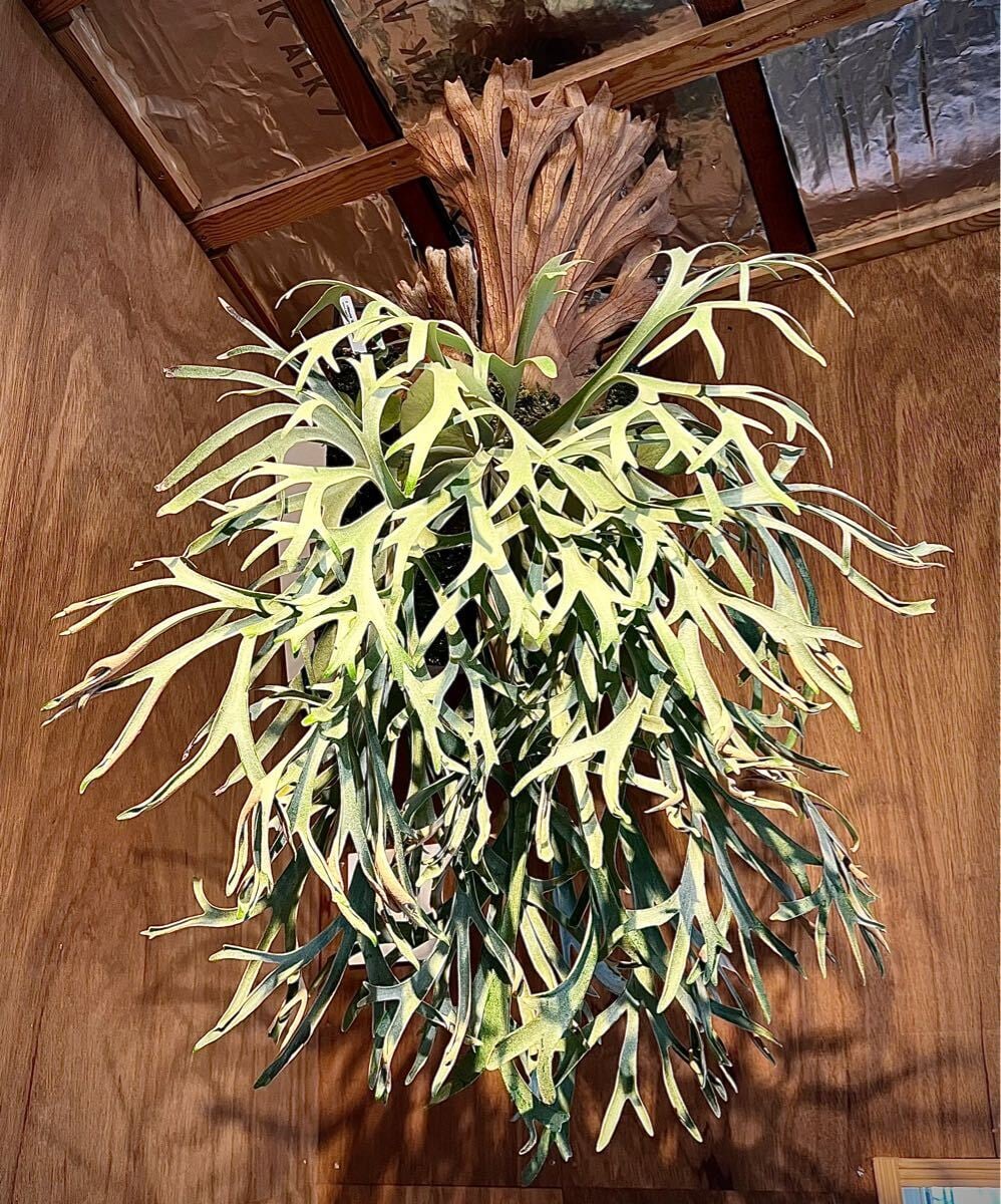 P. 'Celso' × 'Yellow Moon Dwarf' sporing ビカクシダ セルソ