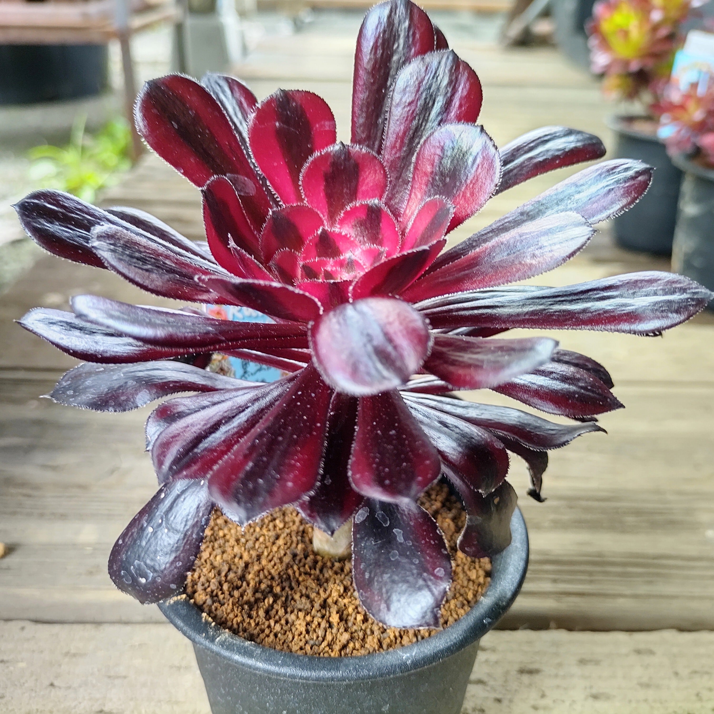 黒法師錦(アエオニウム) | RuPo 多肉植物専門店