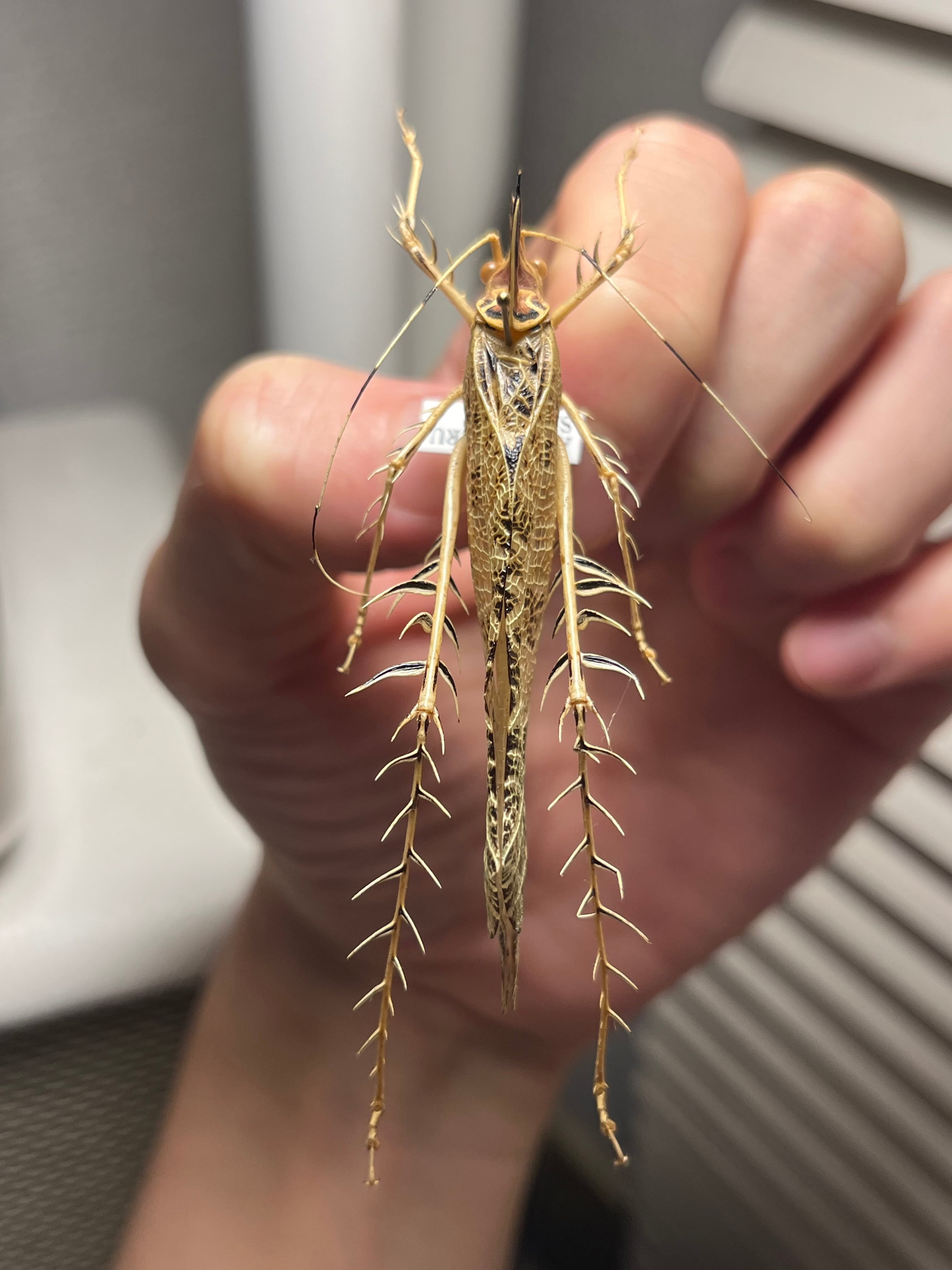 サルオガセギスキリギリスカマドウマバッタ直翅類コロギスリオック