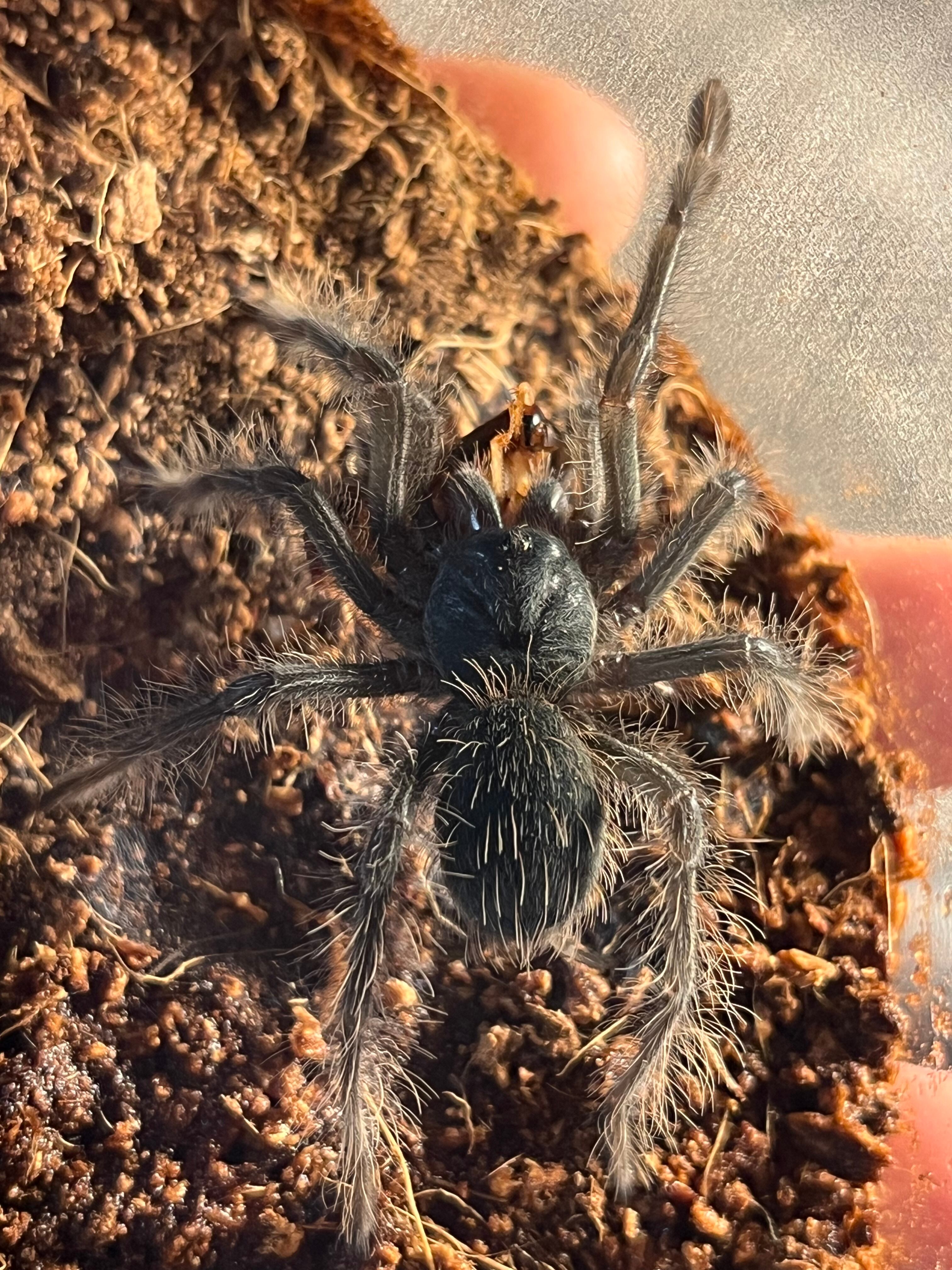 ギネス】ゴライアスバードイータータランチュラ ルブロンオオツチグモ