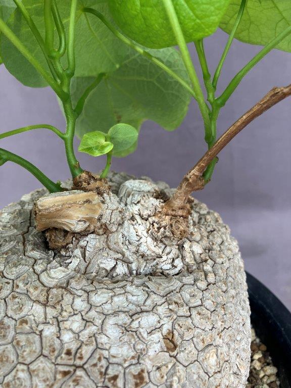 ステファニア・スベローサ【現品販売】 | 日本ライン花木センター