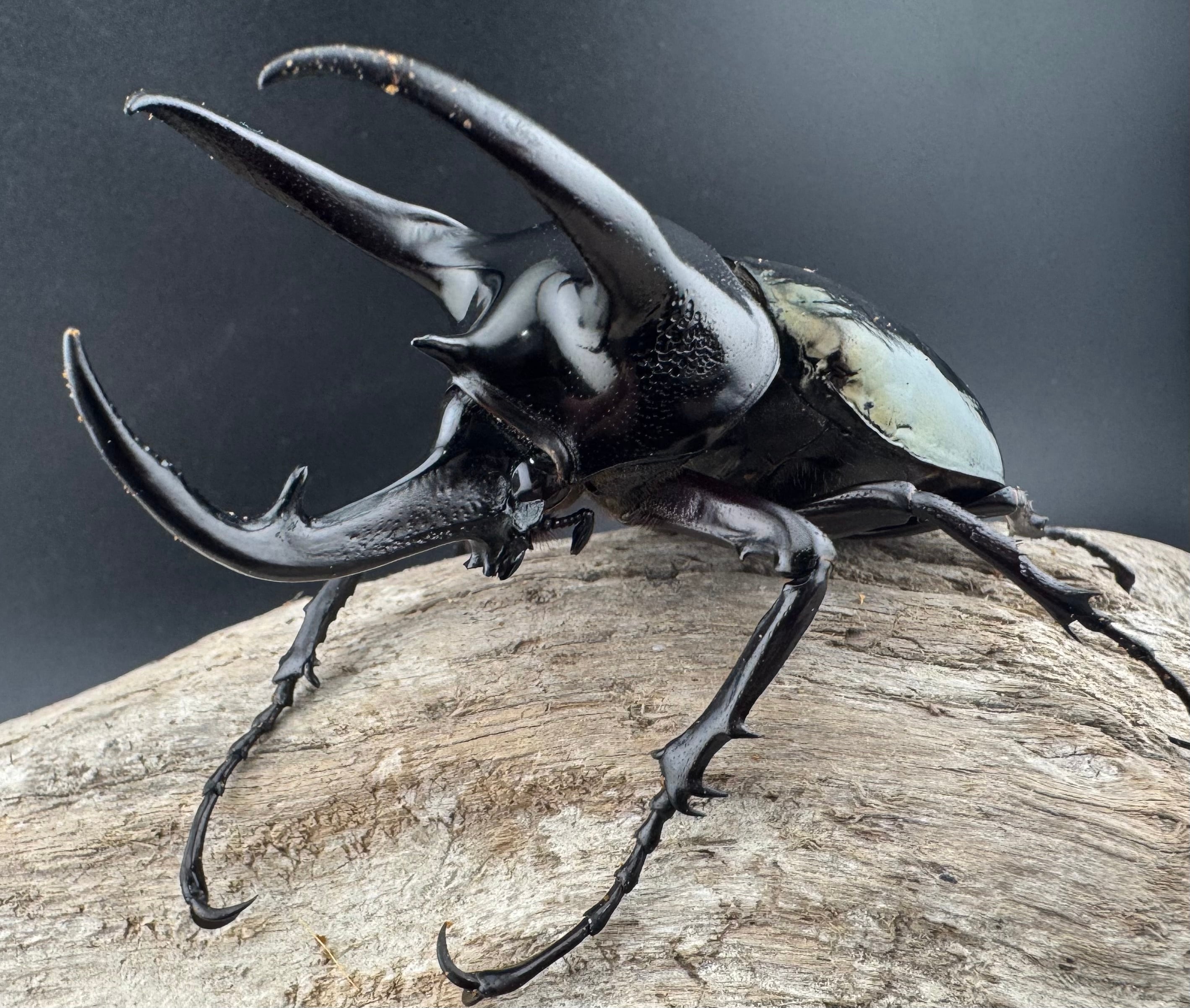 WD】《スマトラコーカサスオオカブト 92mm B品ペア》 | KPW公式