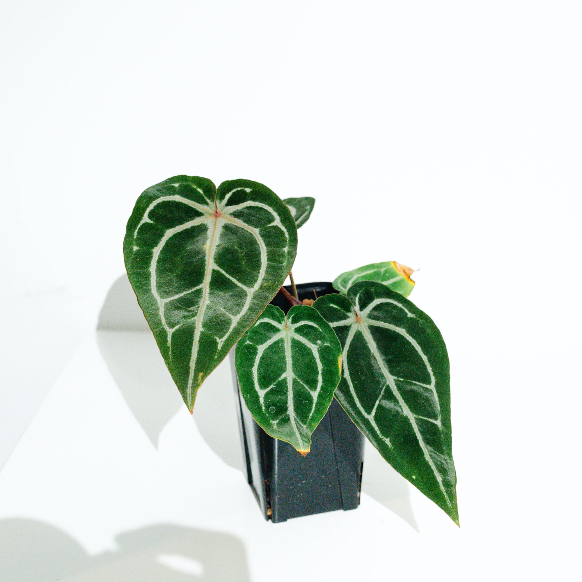 アンスリウム・レッドクリスタリナム ミシェル×ミシェル（Anthurium