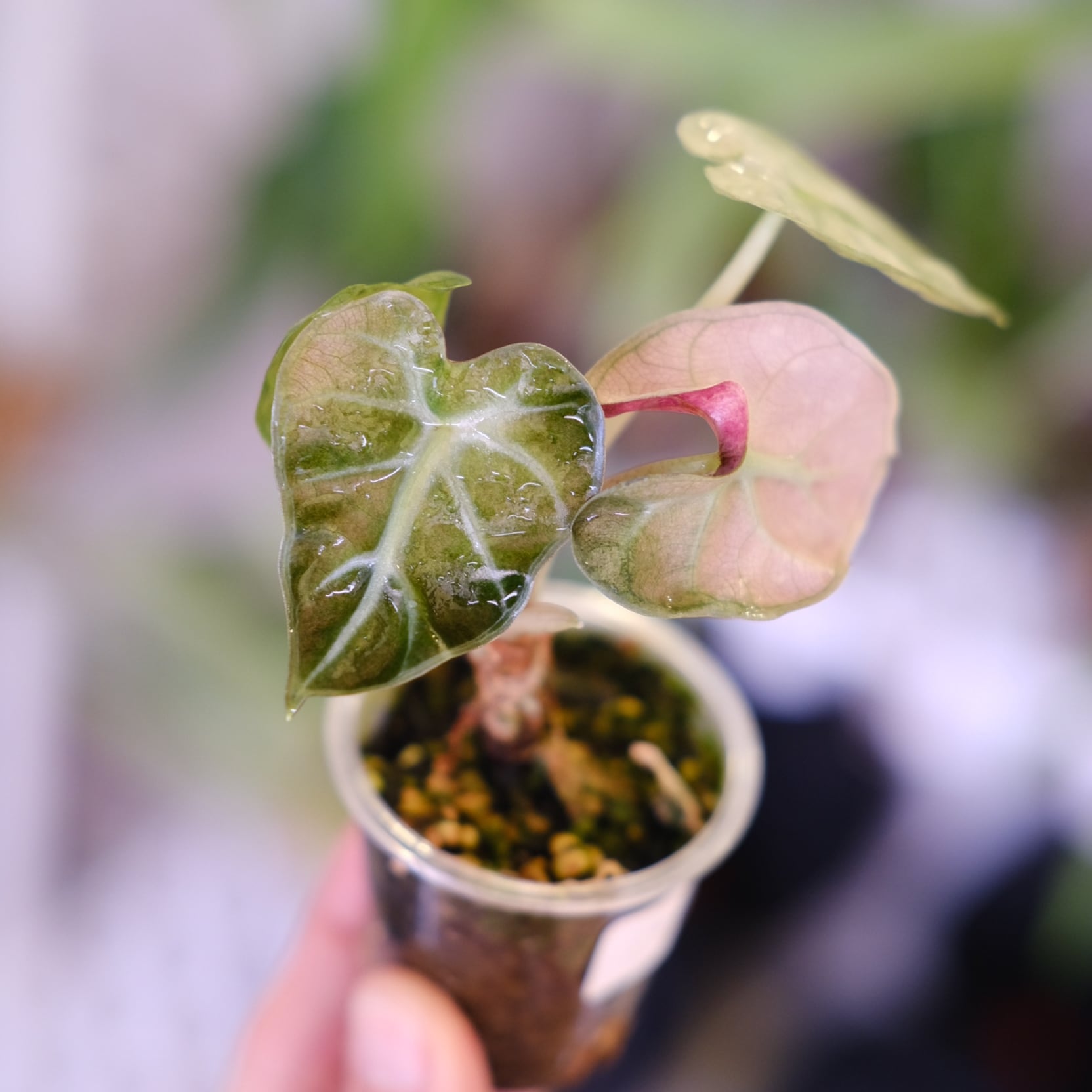 ALOCASIA HEART BALLON PINK VARIGATED│アロカシア ハートバルーン