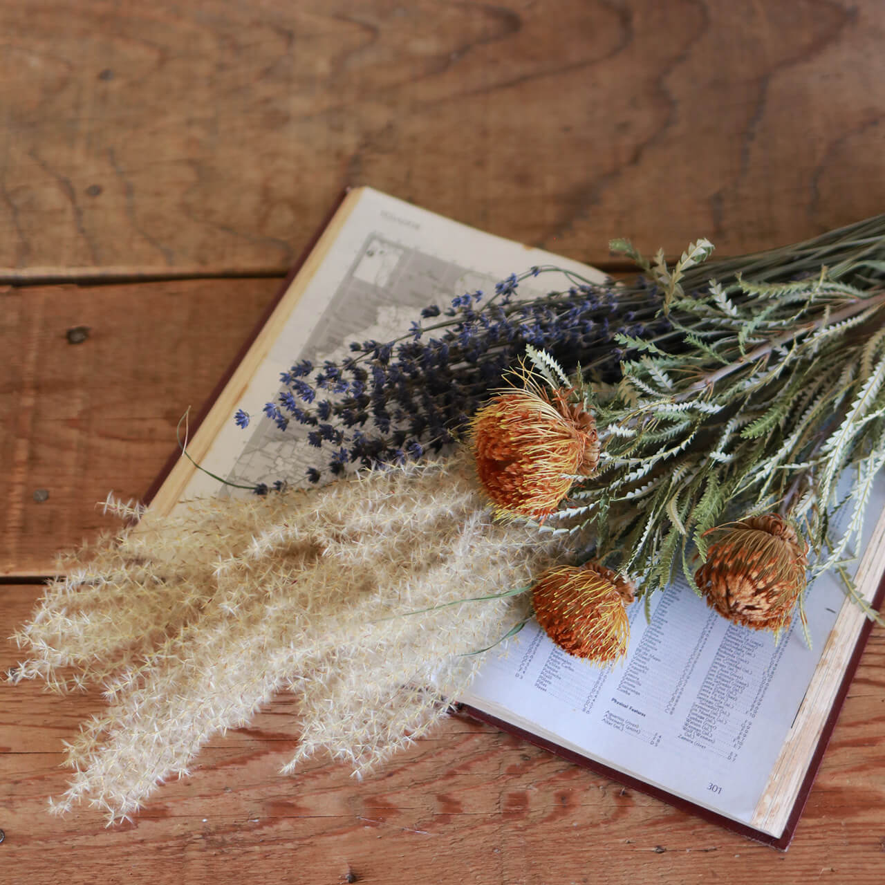 ネイティブフラワー 】 ドライアンドラ フォルモーサ / ドライフラワー
