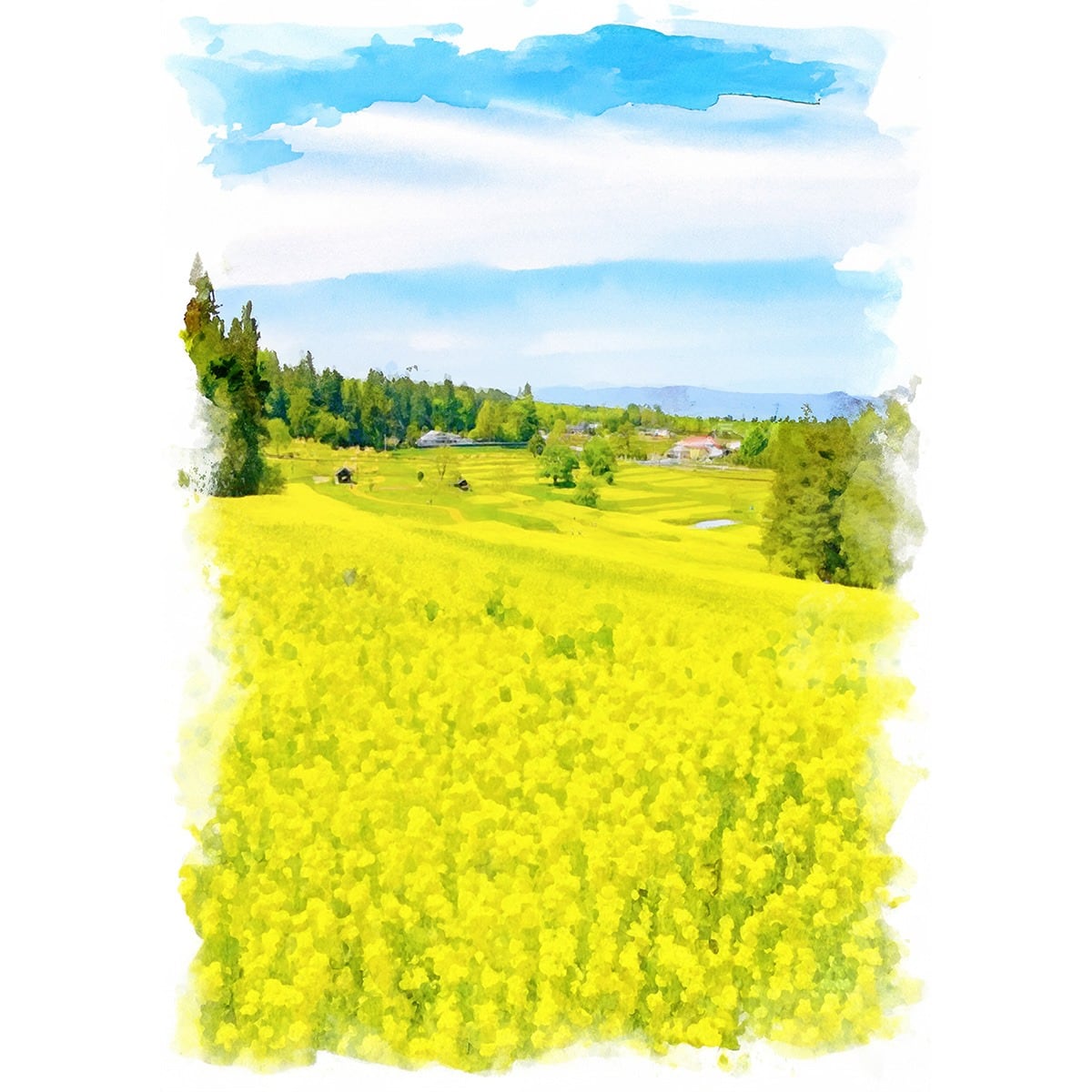 絵画(風景画) 日本の春 長野県 国営アルプスあづみの公園の菜の花畑