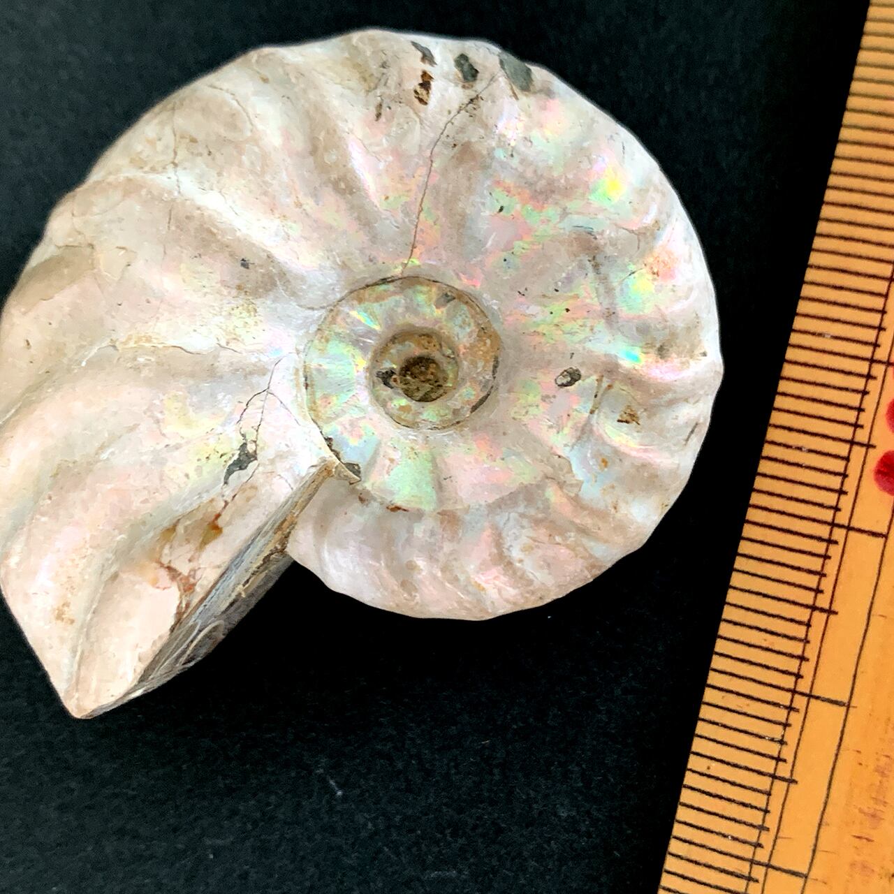 虹色アンモナイト1A | きらら舎 Online Shop