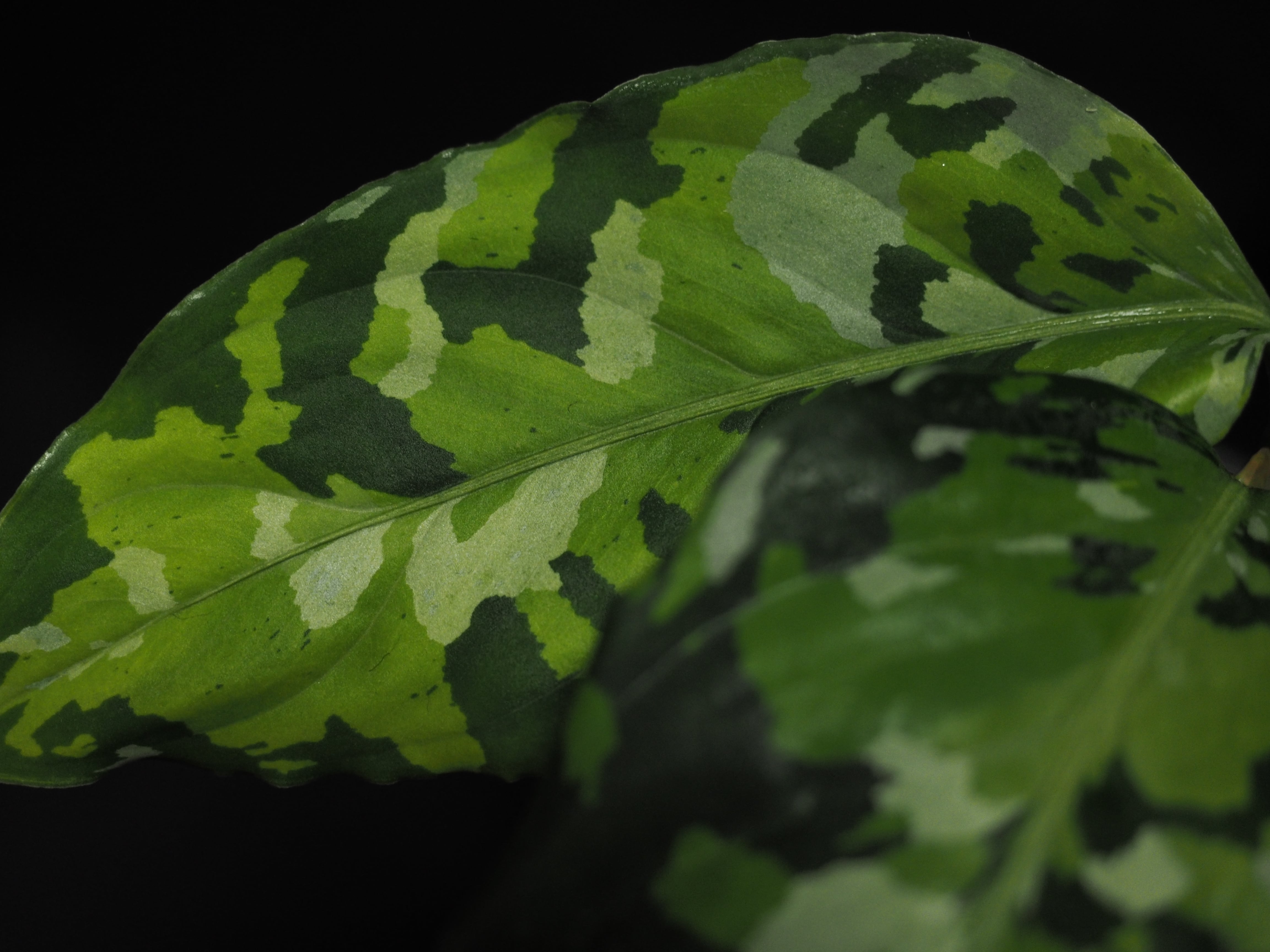 Aglaonema pictum var. tricolor アンダマン諸島 ポートブレア北部地域