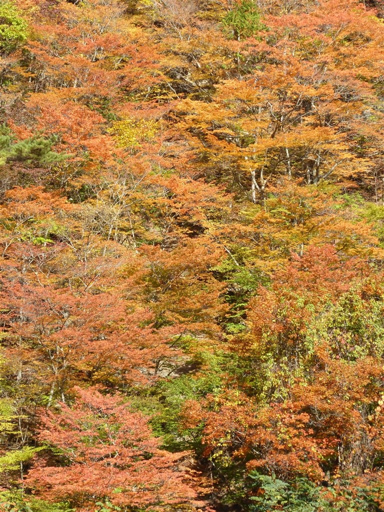 TZ60の作例です（2）』 パナソニック LUMIX DMC-TZ60 のクチコミ