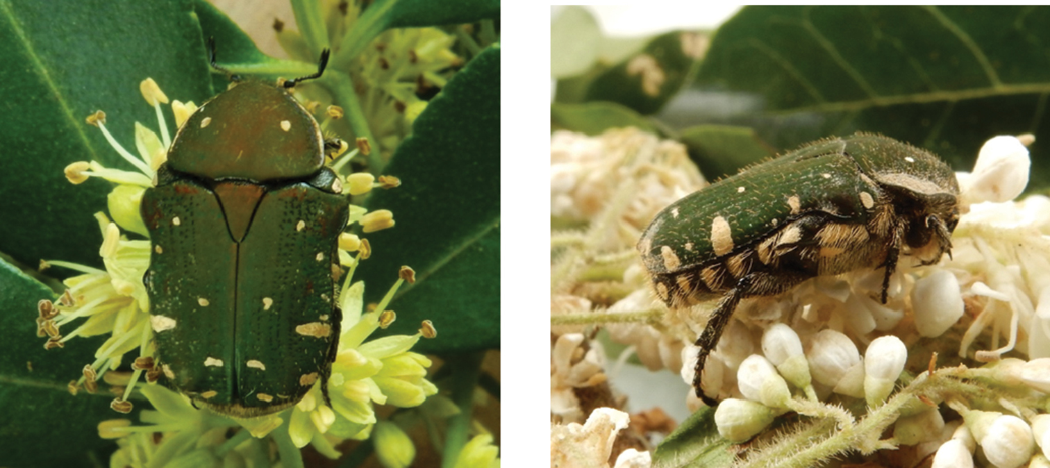 Census of the fruit and flower chafers (Coleoptera, Scarabaeidae