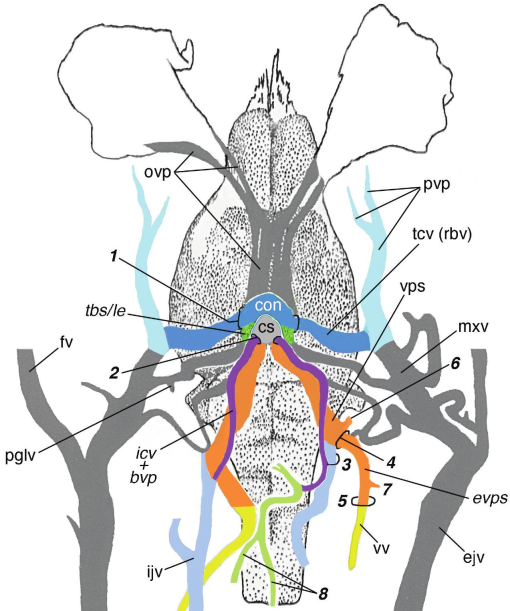 Transverse Canal Foramen and Pericarotid Venous Network in