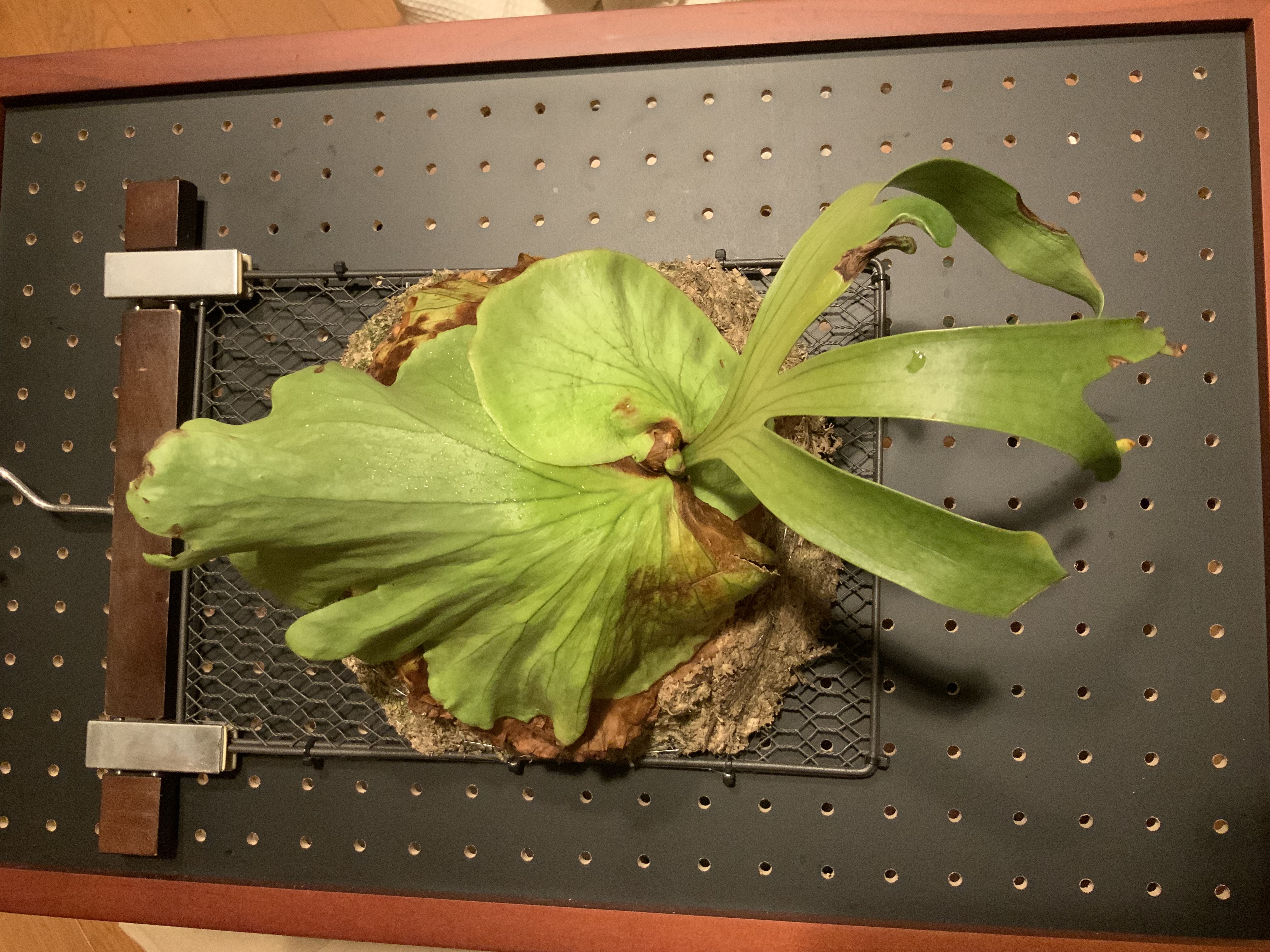 ビカクシダの森