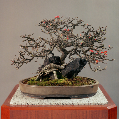 皇居の盆栽 | 盆栽 | 四国新聞社