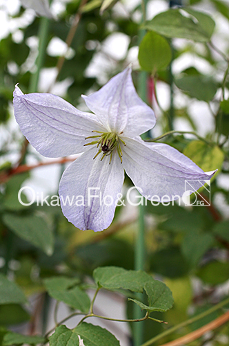 オリジナル新品種2023販売開始のお知らせ！｜ブログ|クレマチス専門