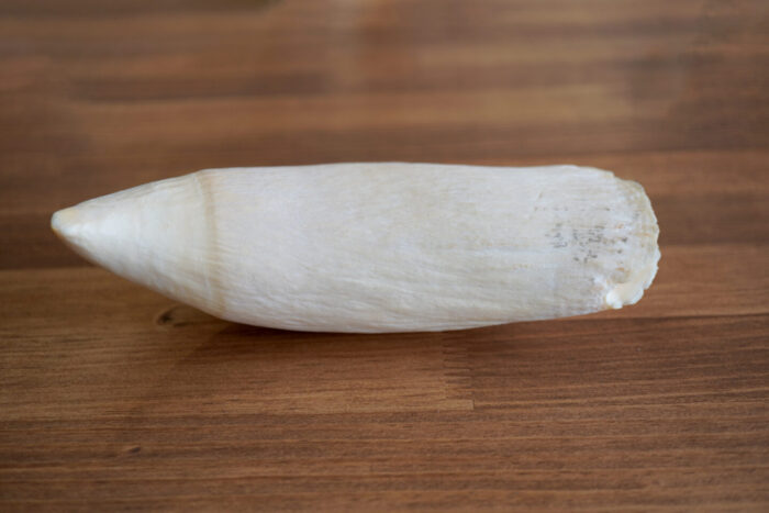 マッコウクジラの歯を印材に加工します | 株式会社鈴印