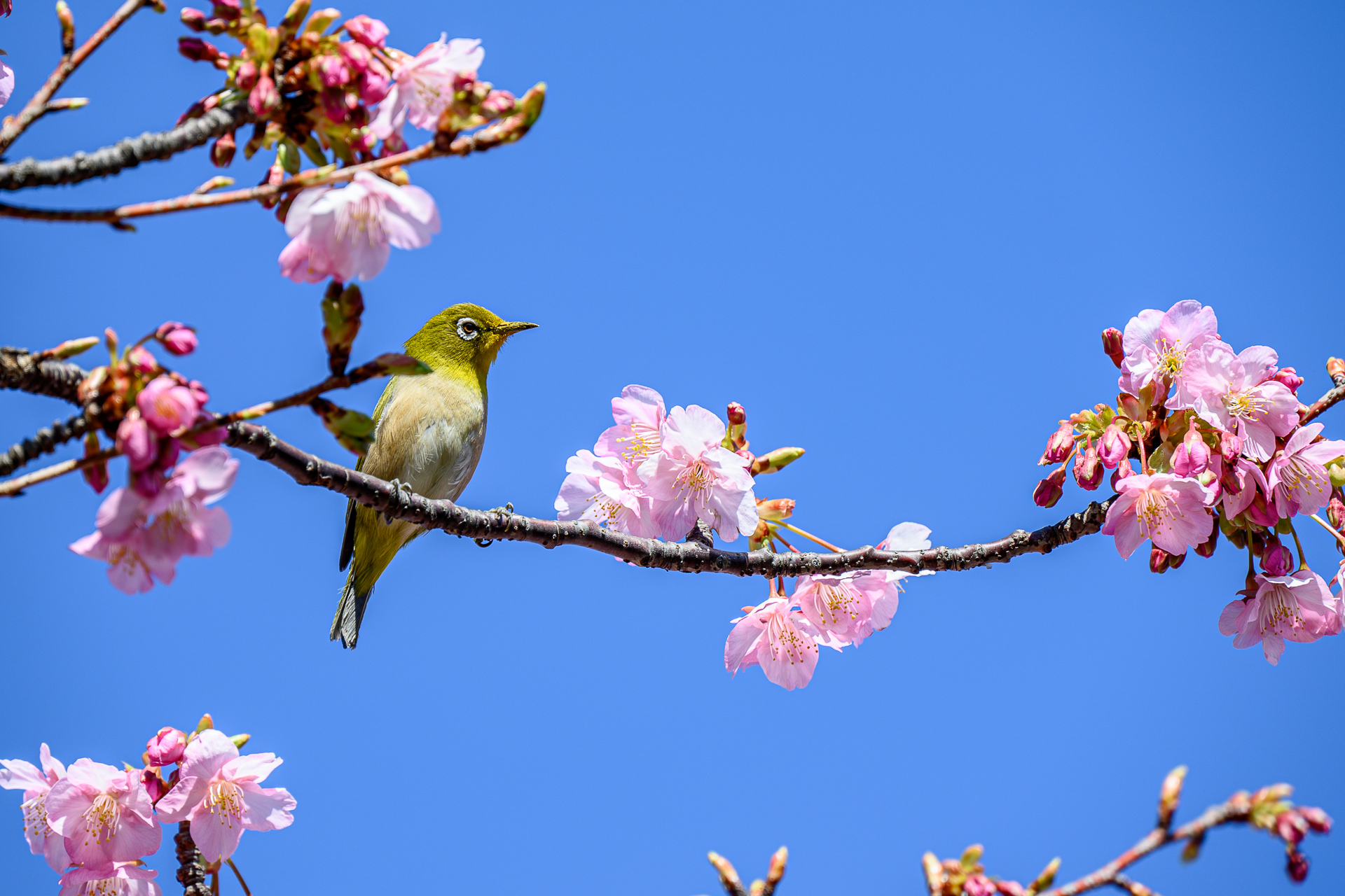 さらに開花が進んだ梅と河津桜とメジロをNikon Z 5で撮ってみる – 酔人