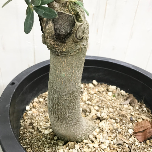 現品 盆栽樹形！ オリーブの木 ネバディロブランコ souju 8号 その他