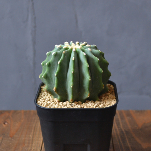 刺無王冠竜 サボテン/フェロカクタス/実生 多肉植物 0310hachi 通販