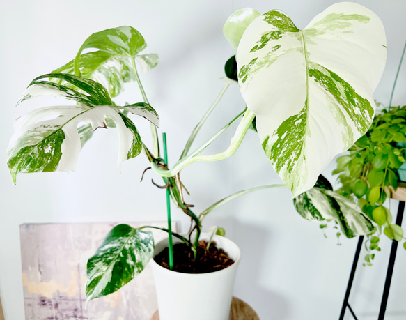 希少】605. 極斑入り モンステラ ホワイトタイガー 観葉植物 多肉植物