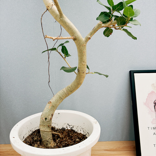 現品］特大！ フィカス ベンガレンシス 曲がり 10号 観葉植物 室内