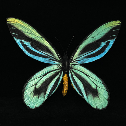 アレクサンドラトリバネアゲハ(巨大22cm) | 精密レプリカ | 蝶標本