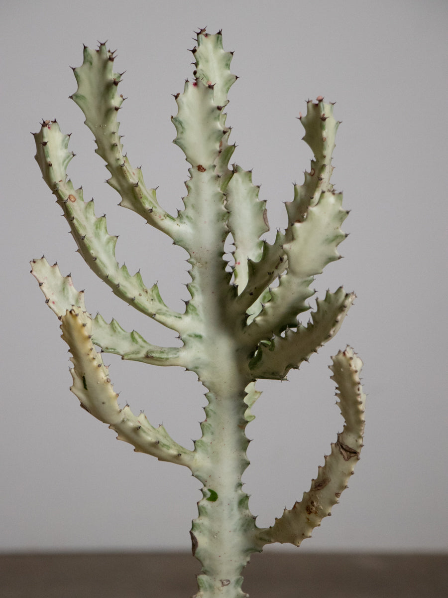 ユーフォルビア ホワイトゴースト