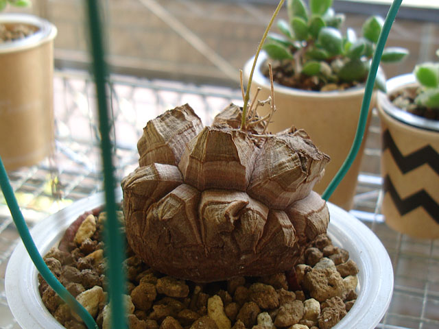 亀甲竜 鉢付き 実生 実生株 長谷川園芸 亀甲竜 株幅14センチ 鉢ごと