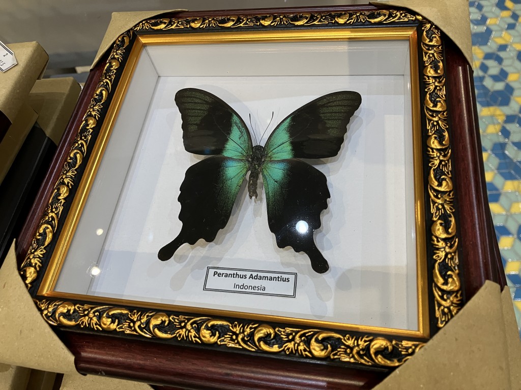 日本に持ち帰った蝶の標本 - ノリオのインドネシア赴任日記