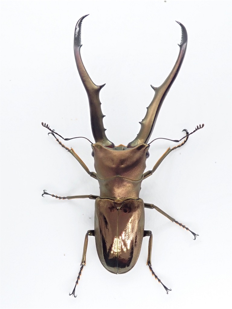 メタリフェルホソアカクワガタ（ペレン島産）WF1 飼育記録まとめ