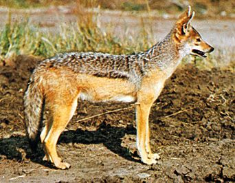 Jackal | African, Canine & Nocturnal | Britannica