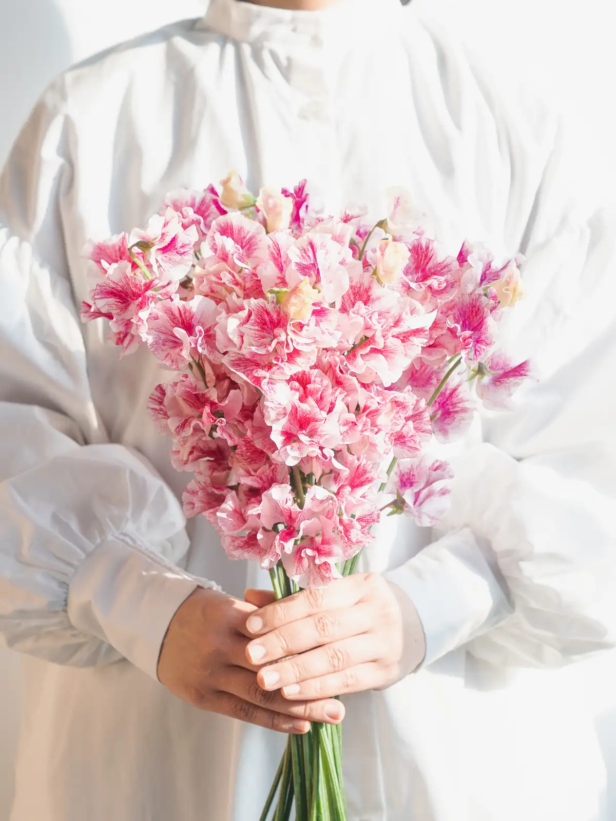 スイートピー（複色/ピンク系）おまかせ品種｜花の仕入れを簡単に。花