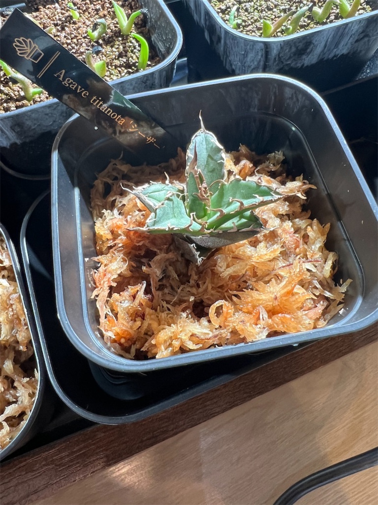 水苔発根管理】アガベ・チタノタ・シーザーの子株#1 - つばさブログ