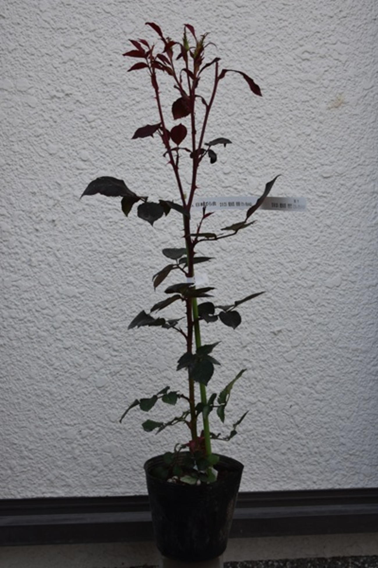 backend=imagemagick;version=1;