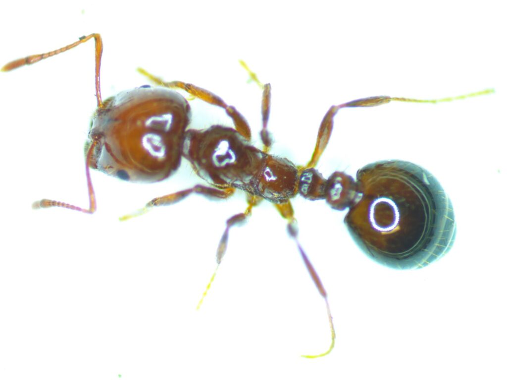 Red Imported Fire Ants: Invasive, Aggressive, and Harmful