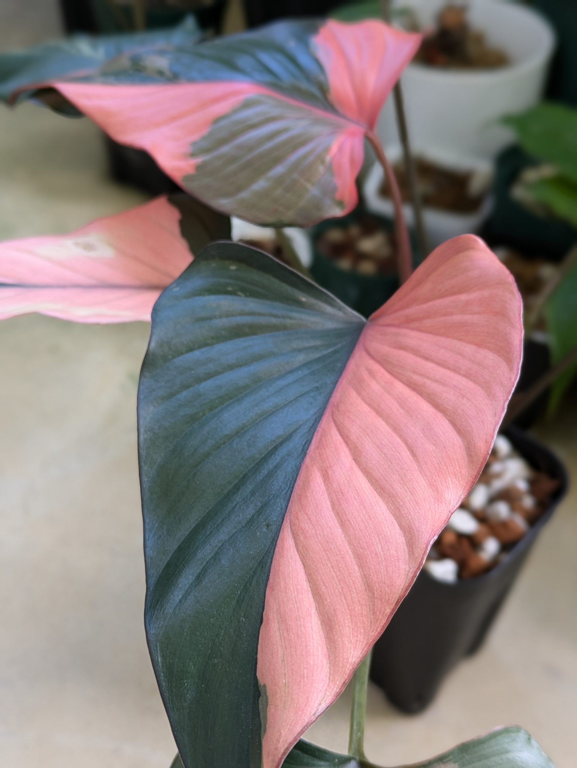 ホマロメナ・ピンクダイアモンド