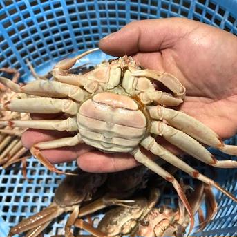 ボイル冷凍セコガニ(訳あり)約1キロ入り | 魚介類/カニ 産直アウル