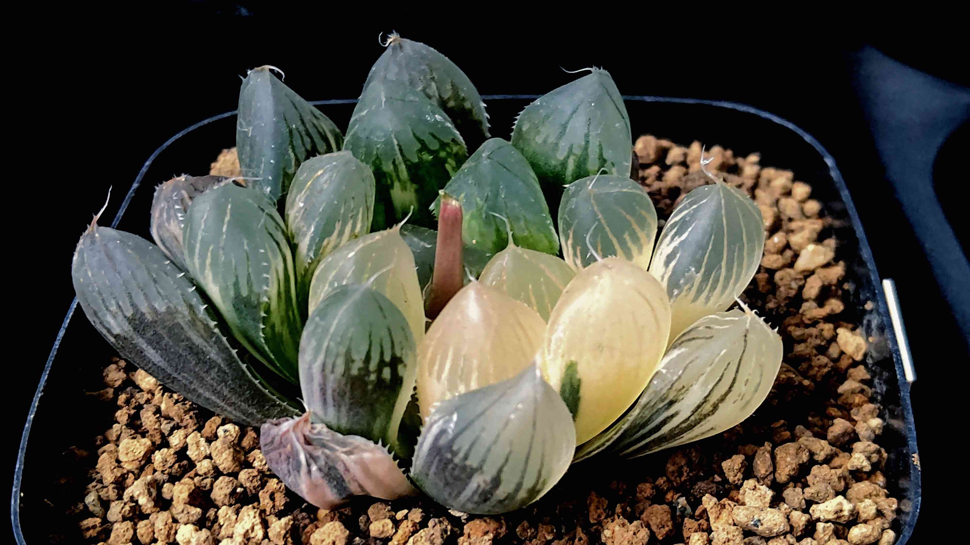 ○ハオルチア ブラックオブツーサ錦×白蛇伝交配種の成長記録