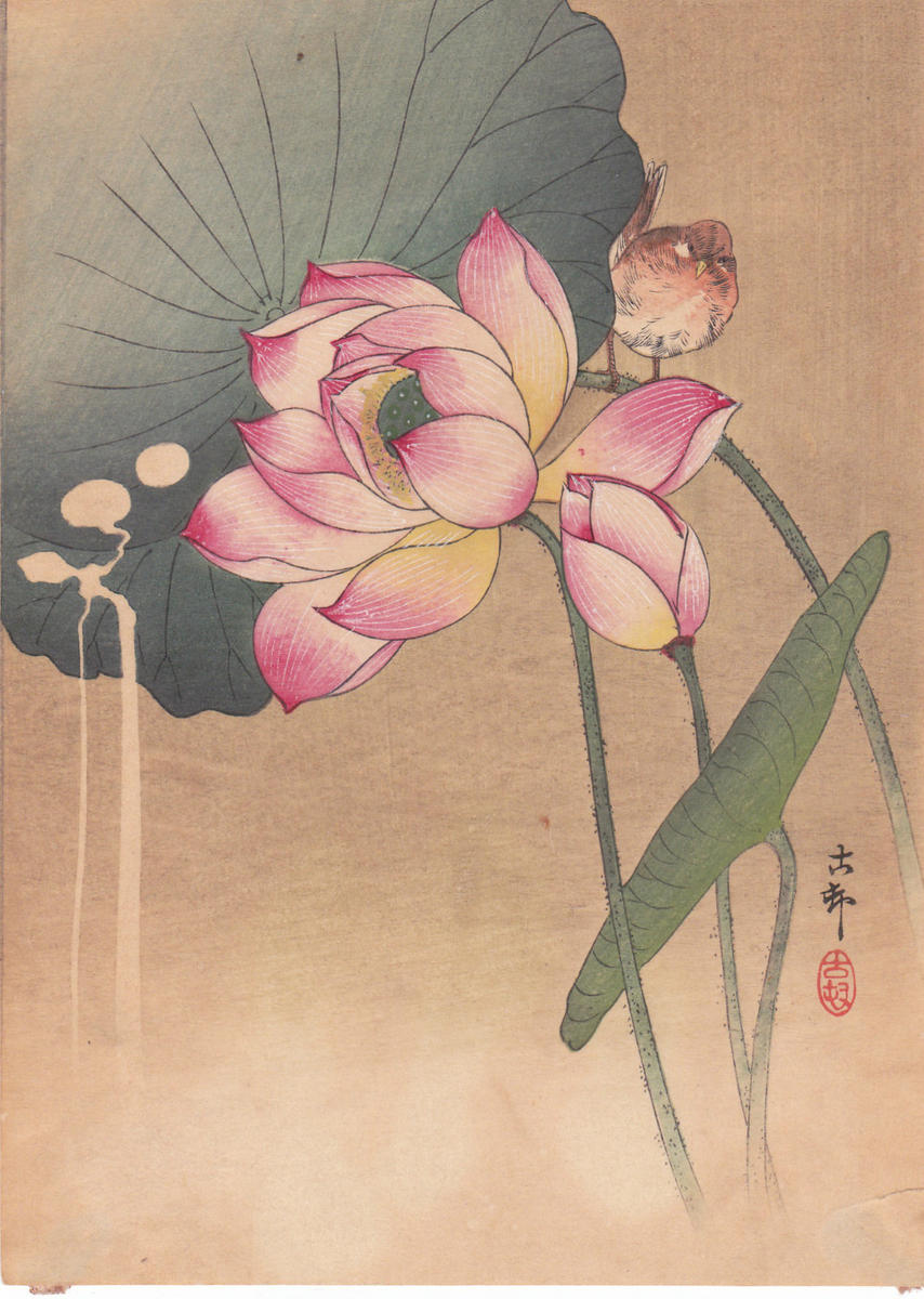 Shoson Oharaによる浮世絵「Lotus Flower and Finch」