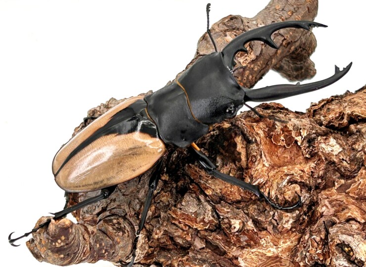 美麗/ツヤクワガタ最大級!ブルマイスターツヤクワガタ 成虫♂60~95mmUP