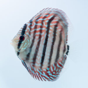 熱帯魚ディスカスの専門店 - ディスクアンドディスク | Disc&Disk 通販