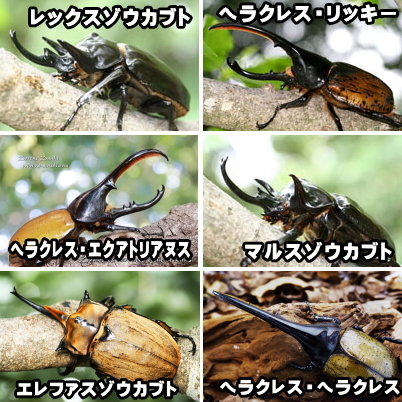 アクティオンゾウカブト(レックスゾウカブト)｜ドルクスダンケ