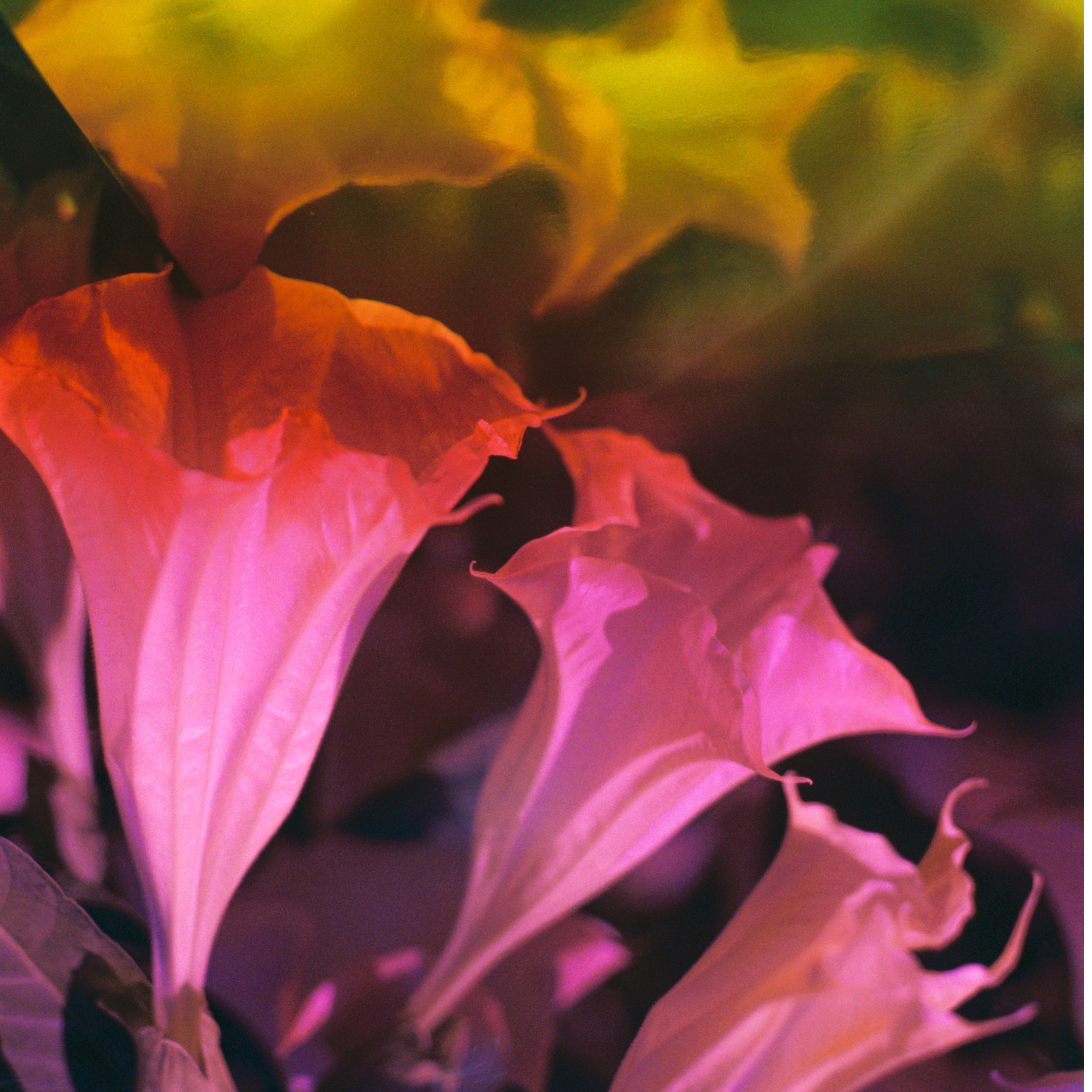 Flower Lust ボディフレグランス - ドルセー ジャパン (d'Orsay Japan