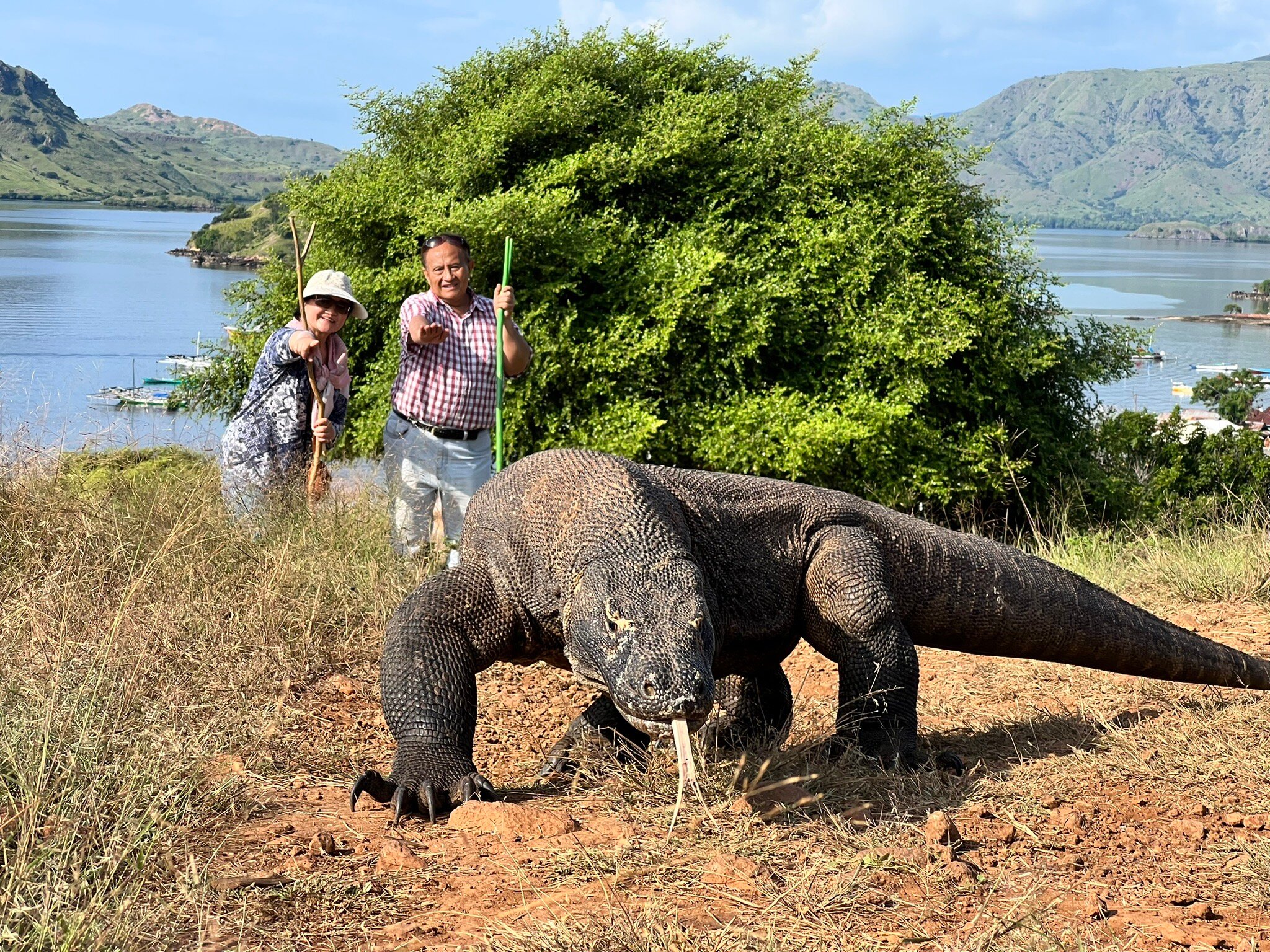 2026年 コモド国立公園 - 出発前に知っておくべきことすべて