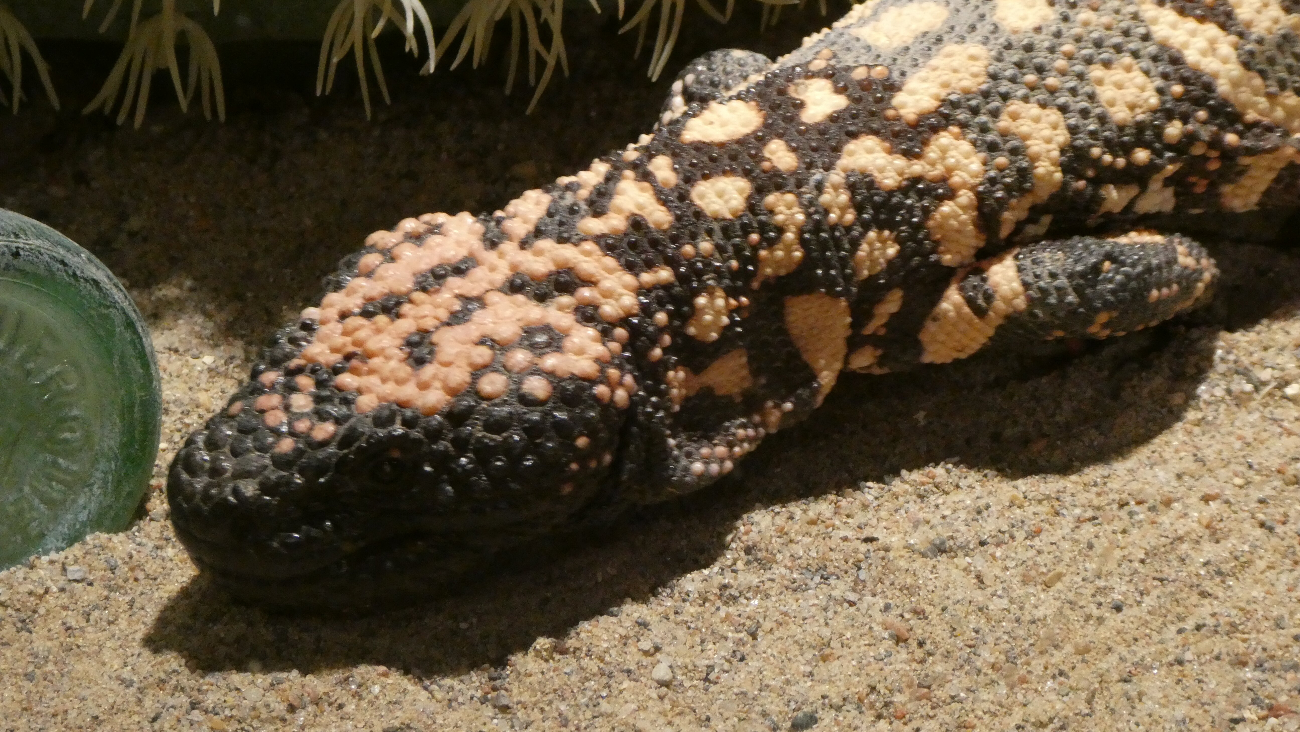 2026年 American International Rattlesnake Museum - 出発前に知って