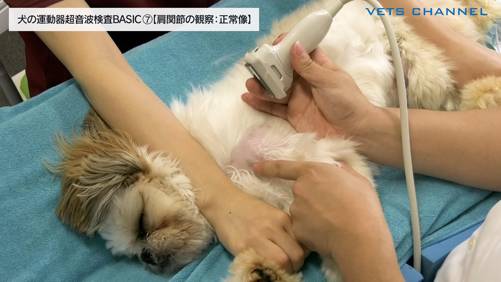 犬の運動器超音波検査BASIC⑦【肩関節の観察：正常像】｜VETS CHANNEL
